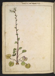 Saxifraga bianca, Alpenbloem met witte bloemblaadjes, uit 