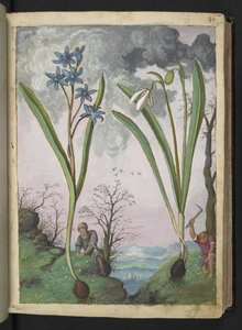 Scilla bifolia en Galanthus nivalis, uit "Schilderijen van Flora van de Romeinse Staten" door Gherardo Cibo, Add MS 22333, f035r, c.1564-84