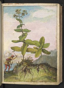Sedum telephium, uit "Schilderijen van Flora van de Romeinse Staten" door Gherardo Cibo