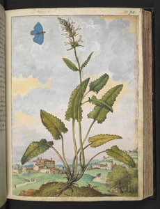 Stachys officinalis, uit 