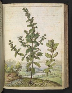 Teucrium scordium, uit 
