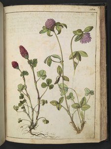 Trifolium incarnatum & Trifolium pratens, uit 