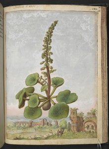 Umbilicus rupestris (Navelkruid): Eetbare bloeiende plant, uit "Schilderijen van Flora van de Romeinse Staten" door Gherardo Cibo