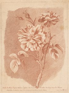 Bloemen Etude de Fleur d