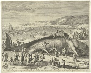 Gestrande walvis bij Berckhey, 1598 Een walvisch lang 70 voeten, gestrandt op de Hollandtse zee-kust, tusschen Schevelingen en Katwyk, in Sprokkelmaandt, 1598 door Gilliam van der Gouwen