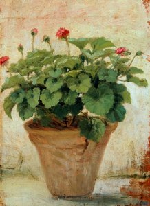 Vaas met geranium