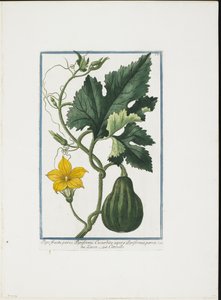 Groenteafdruk, uit Hortus Romanus, Deel I of II door Giorgio Bonelli