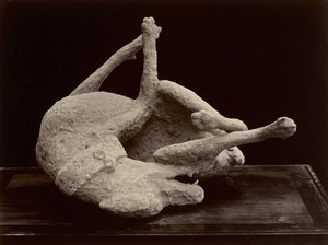 Hond, Pompeii