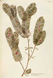 Europese taxus (Taxus baccata), Taxaceae door Giovanni Antonio Bottione