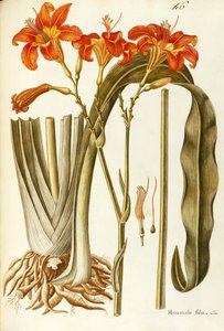 Oranje daglelie (Hemerocallis fulva), Liliaceae door Giovanni Antonio Bottione