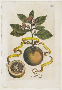Aurantium Flore Duplici, uit Hesperides, 1646 door Giovanni Battista Ferrari