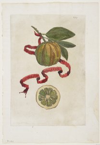 Aurantium Virgatum, uit Hesperides, 1646 door Giovanni Battista Ferrari