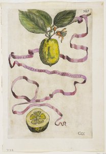 Idem Aurantium Limonis Effigle, uit Hesperides, 1646 door Giovanni Battista Ferrari