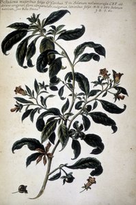 Botanische kaart: Belladona (Belladona Majoribus Folys) door Giovanni Battista Morandi