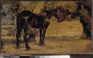 Donker paard