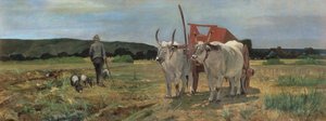 Ossenkar in de Toscaanse Maremma