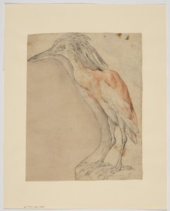 Reiger, recto (krijt op papier)