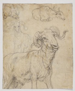 Ram en buffel, verso (krijt en aquarel tekening) door Giovanni da Udine (after)