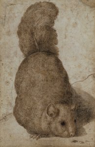 Een eekhoorn door Giovanni da Udine (attr. to)