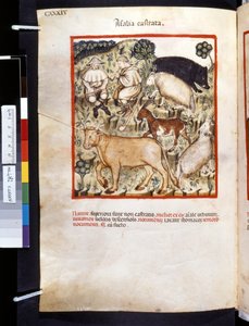 Theatrum sanitatis door Ububchasym de Baldach: 