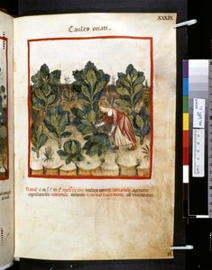 Theatrum sanitatis door Ububchasym de Baldach: 