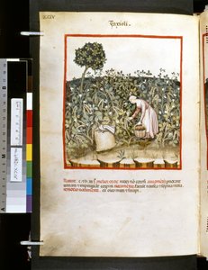Theatrum sanitatis door Ububchasym de Baldach: 