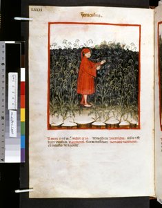 Theatrum sanitatis door Ububchasym de Baldach: 