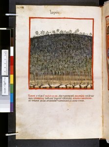 Theatrum sanitatis door Ububchasym de Baldach: 
