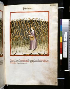Theatrum sanitatis door Ububchasym de Baldach: 