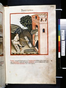 Theatrum sanitatis door Ububchasym de Baldach: 
