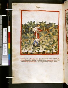 Theatrum sanitatis door Ububchasym de Baldach: 
