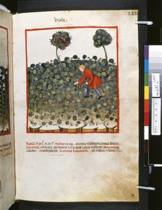 Theatrum sanitatis door Ububchasym de Baldach: 