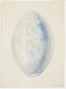 Overzicht van ovale schelpsteen