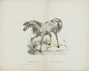 Étalon pur sang
