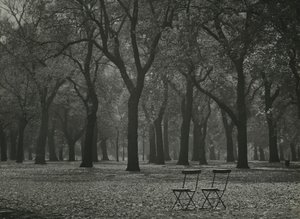 Herfstbomen in Hyde Park, Londen