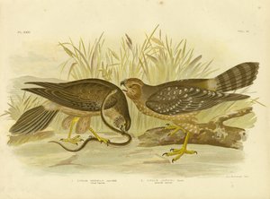 Geallieerde Harrier of Gevlekte Harrier, 1891 door Gracius Broinowski