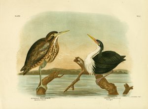 Australische Roerdomp, 1891 door Gracius Broinowski