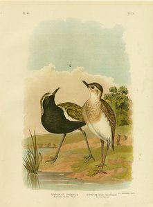 Australische Goudplevier of Pacifische Goudplevier, 1891 door Gracius Broinowski
