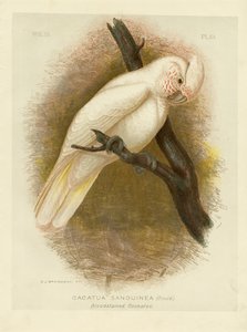 Bloedbevlekte Kaketoe, 1891 door Gracius Broinowski