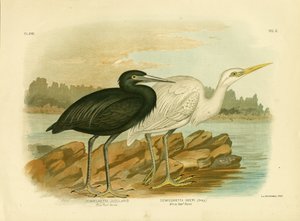 Blauwe Rifreiger, 1891