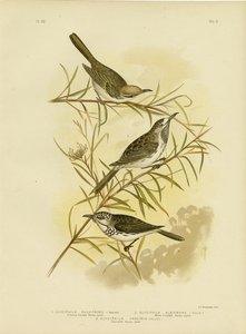 Fulvous-Fronted Honeyeater, 1891