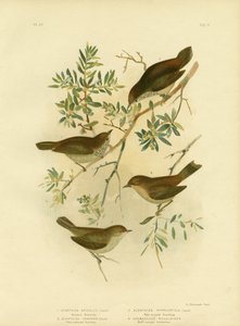 Inlandse doornvogel of breedstaartdoornvogel, 1891