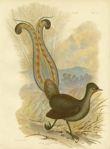 Liervogel, 1891