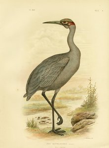 Inheemse Metgezel of Brolga, 1891 door Gracius Broinowski