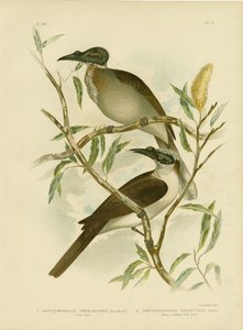 Luidruchtige Friarbird, 1891