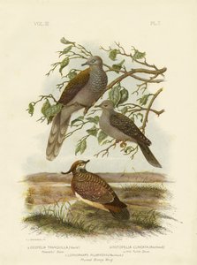 Vredesduif, 1891