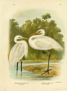 Gepluimde reiger of middelste reiger, 1891
