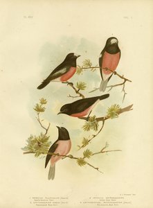 Roodborstje of Pacifische Roodborst, 1891