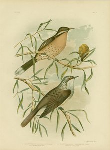 Spiny-Cheeked Honeyeater, 1891 door Gracius Broinowski