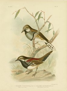 Gevlekte Grondlijster, 1891